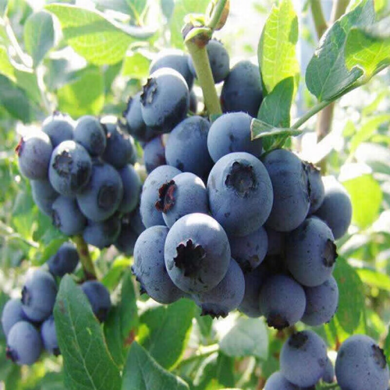 北方种植阳台庭院四季蓝莓树苗 黑珍珠5年苗【适合全国 当年结果】