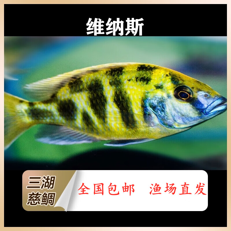 小型淡水观赏非洲王子热带鱼蓝斑马雪中红非洲凤凰淡水鱼皇帝鲷科类