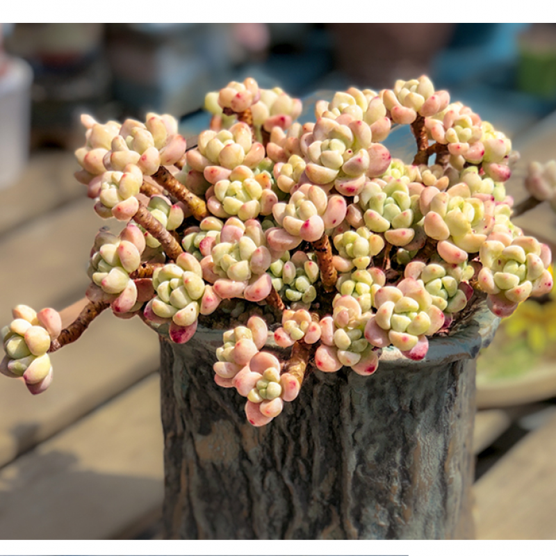 桃蛋多肉老桩缀化肉肉植物群生老庄多头稀有 劳尔 群生10cm左右 不含