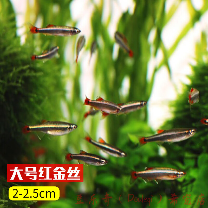 白云金丝鱼活体小型原生鱼冷水不加温观赏原生淡红尾灯科鱼 红金丝5条