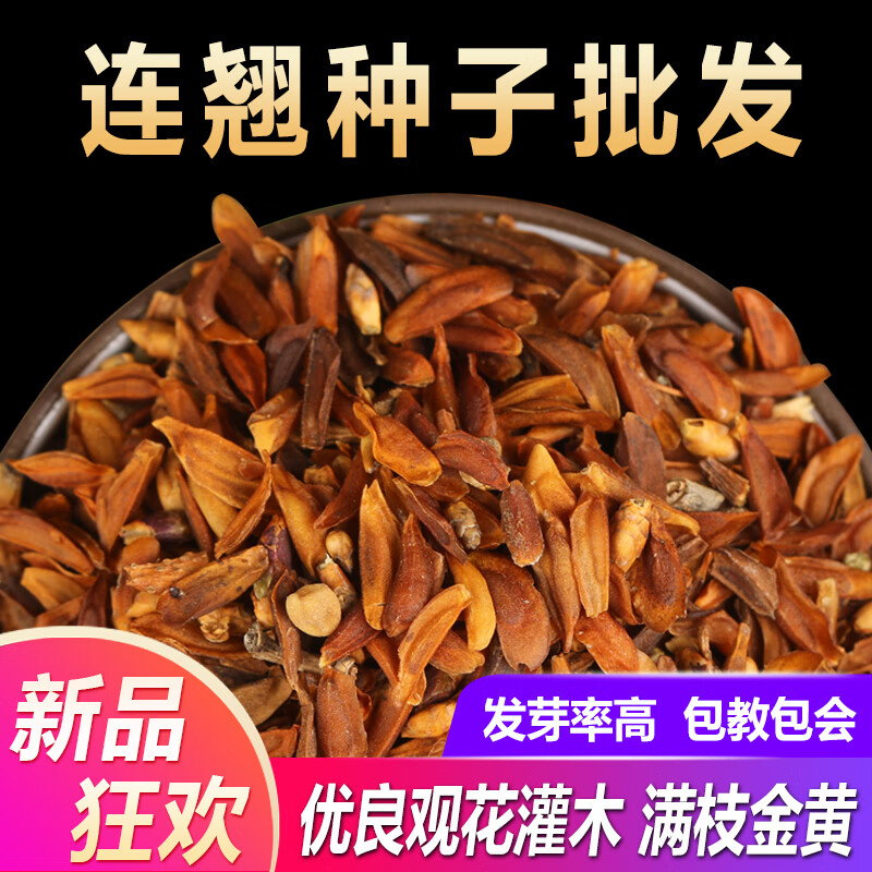 山谷里的居民 中药材连翘种子连翘花树苗药用青老翘籽庭院阳台盆栽