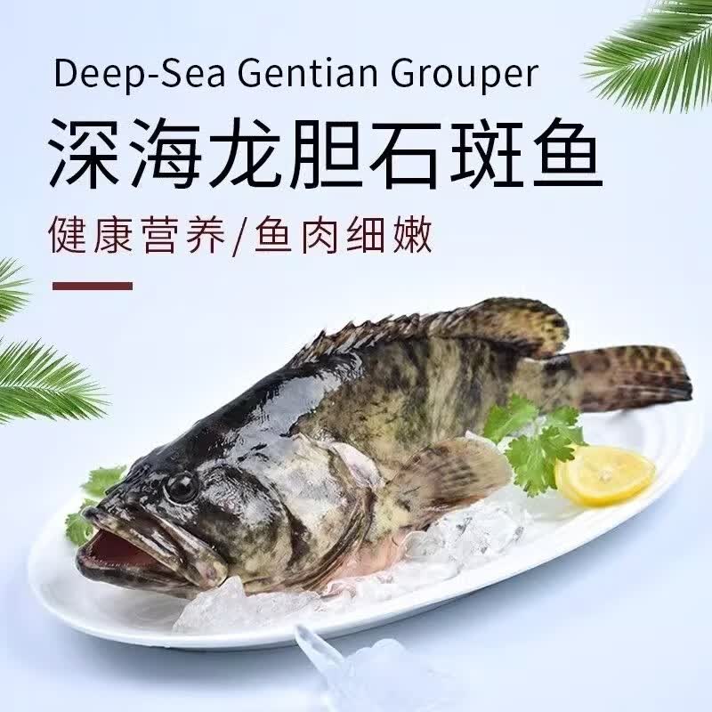 李享食丰深海海捕龙胆石斑鱼特大龙胆石斑鱼活鱼速冻海鲜水产龙胆大