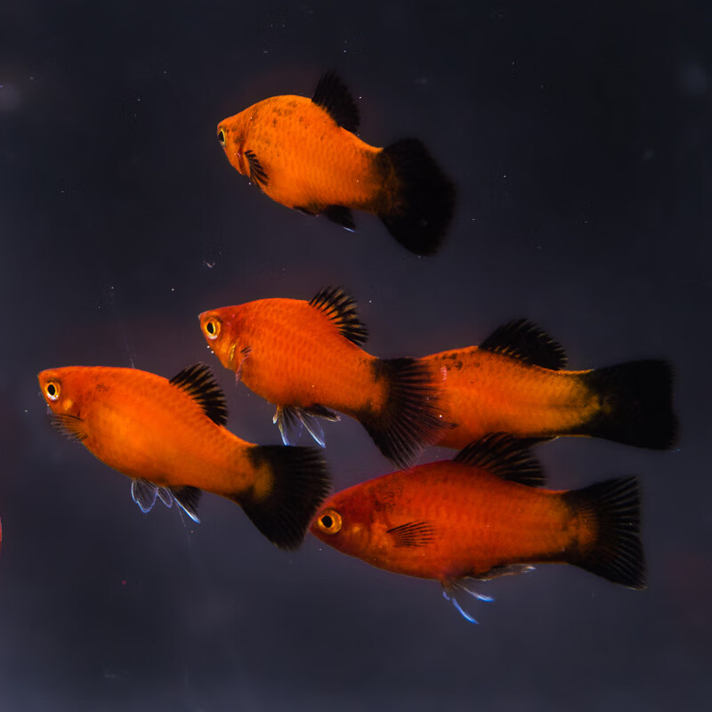 黄金米奇鱼红米奇鱼小型灯科鱼红绿灯淡水热带观赏鱼活体好养耐活