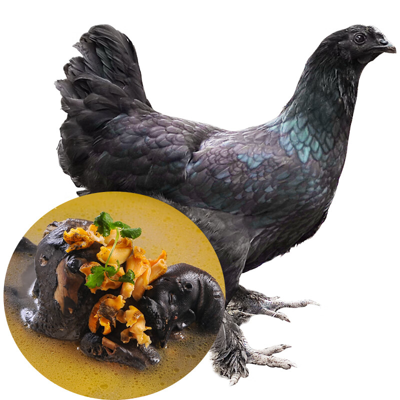 谷凡 四川山地乌骨鸡宗沐川县大楠黑鸡月子食膳乌鸡农家纯粮喂养散养