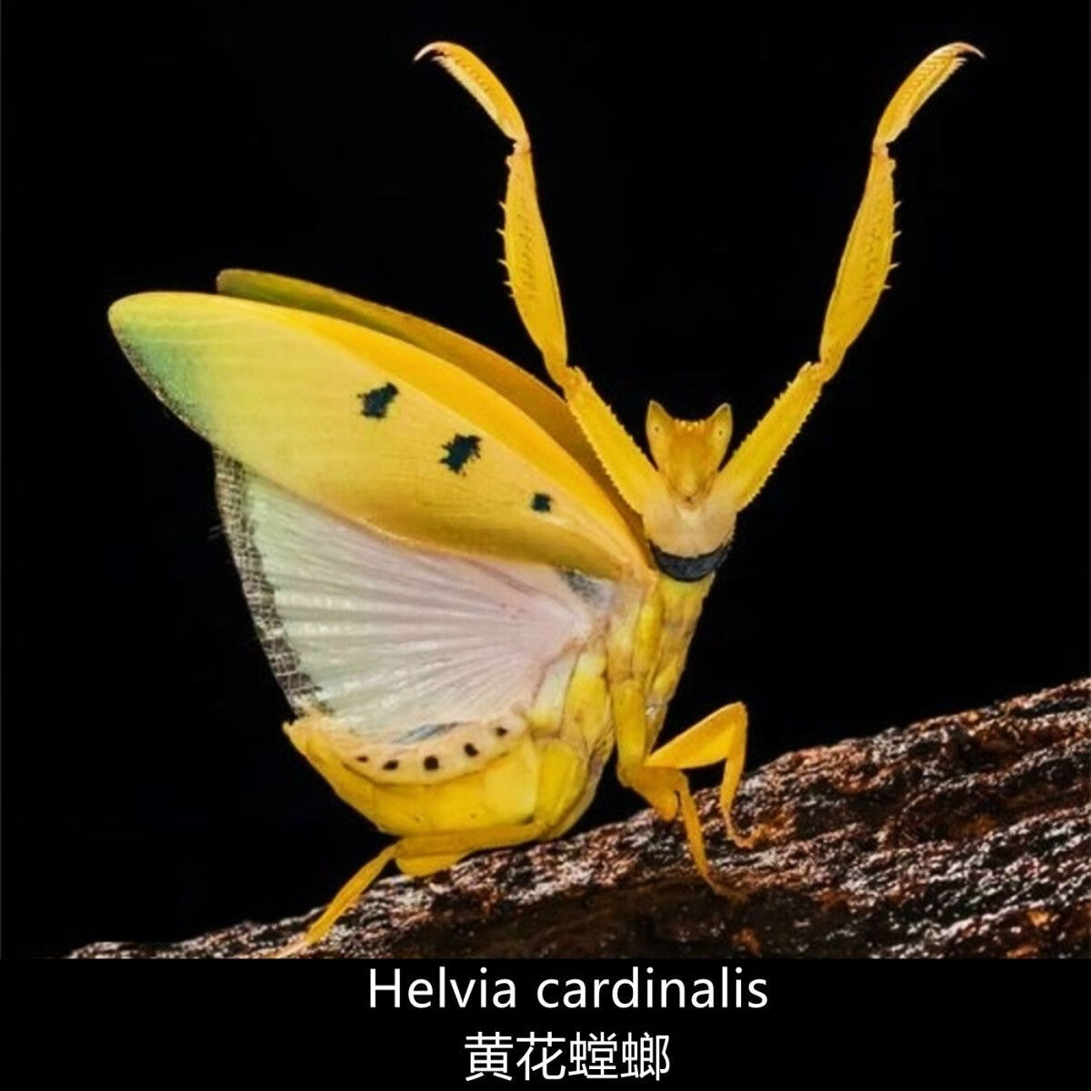 穗桓黄花螳螂 螳螂 拟花螳螂 拟态昆虫 爬宠 2龄【0.8cm左右】