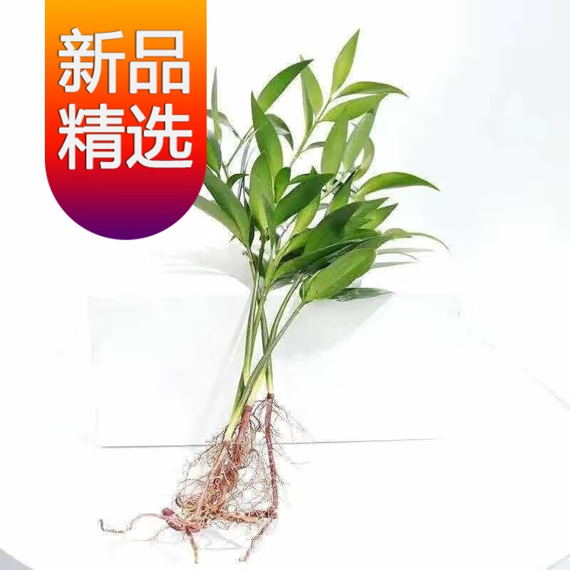 【精选】竹柏盆栽室内驱蚊植物平安竹清香绿植驱虫净化空气好养长寿竹树苗 精选竹柏4颗整体高度15-20厘米 原土发货