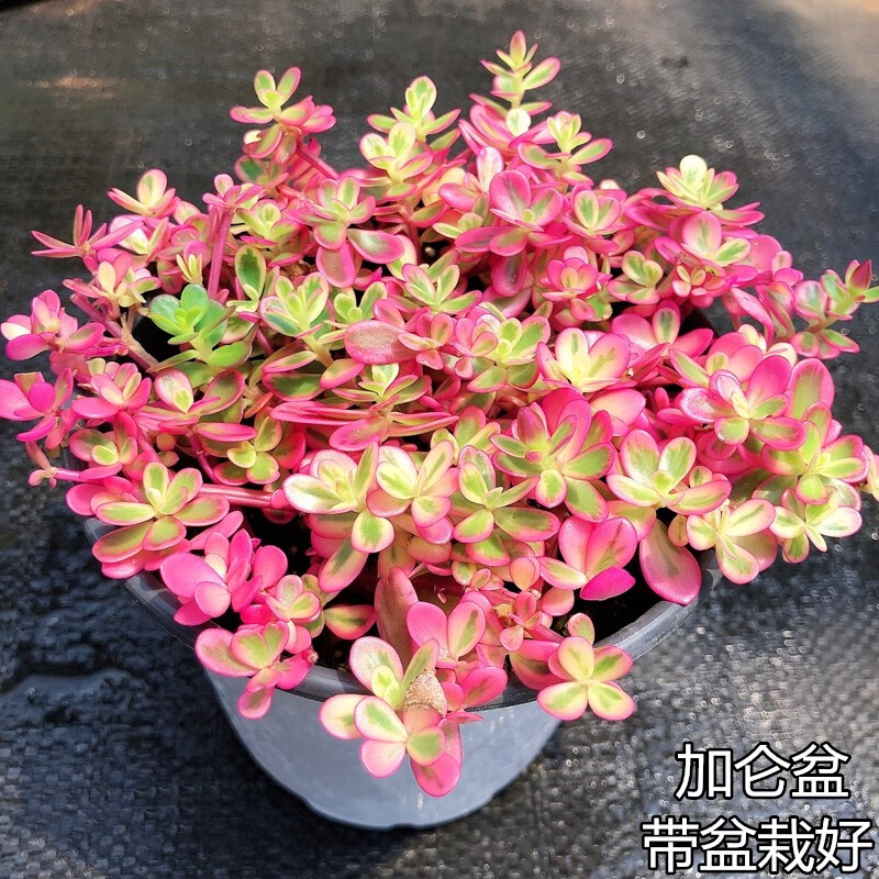 �����ܶ���ֲ�����������׮�챦ʯǮ�������������ϡ�к���Ʒ�ֹ�� ̫���� 61.8Ԫ��2��(��30.9Ԫ/��)