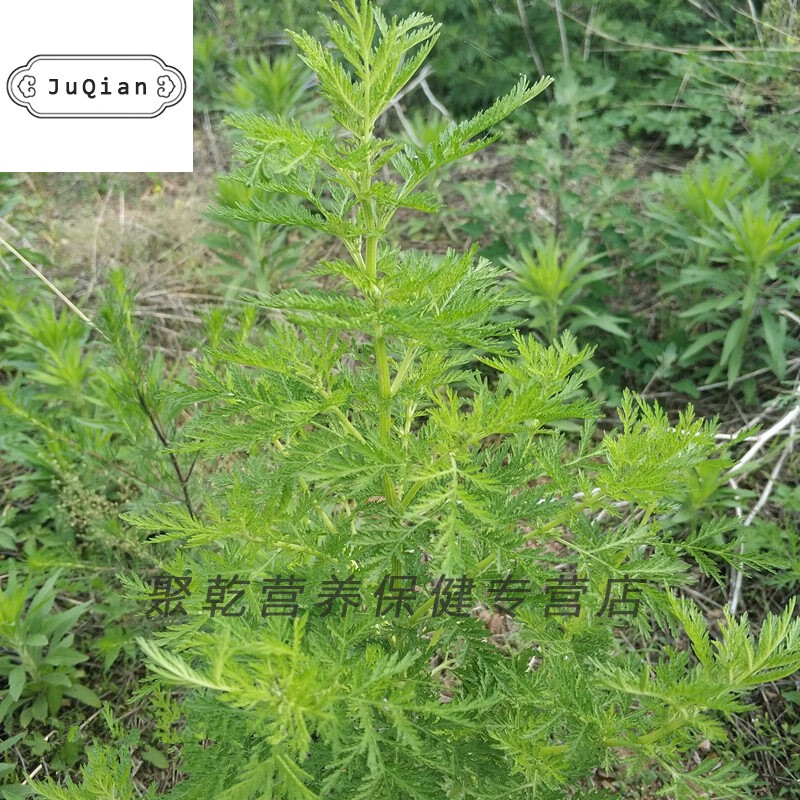 【享元旦价】野新鲜青蒿草苦蒿黄蒿中材香下新货干黄花铜臭蒿子泡澡