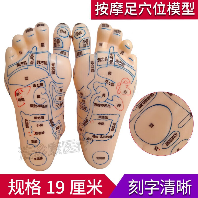 高清晰足底反射区模型脚底按摩人体刻字点穴经络穴位图脚模形足疗