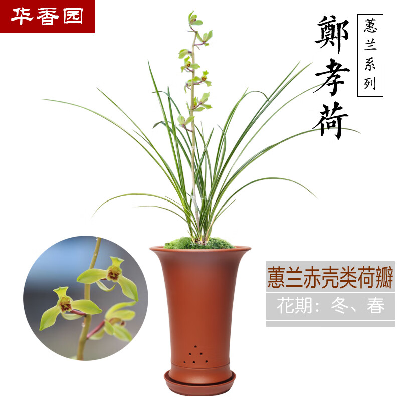 华香园郑孝荷蕙兰铭品兰花苗浓香型办公室内盆景耐阴绿植绿植盆栽花卉