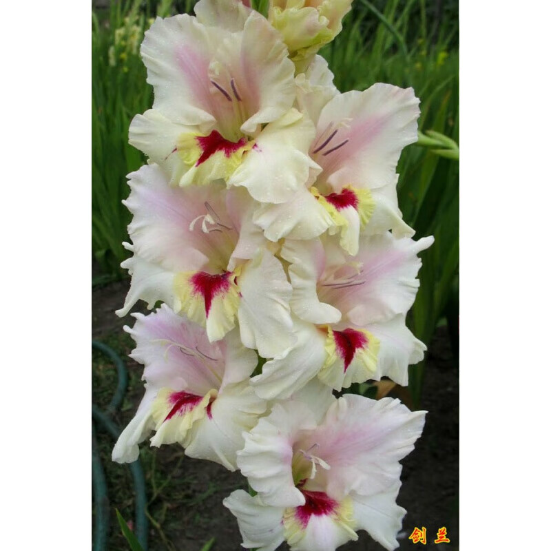 多年生花卉菖兰花球唐菖蒲花种球四季庭院当年开花 新秀剑兰5颗种球