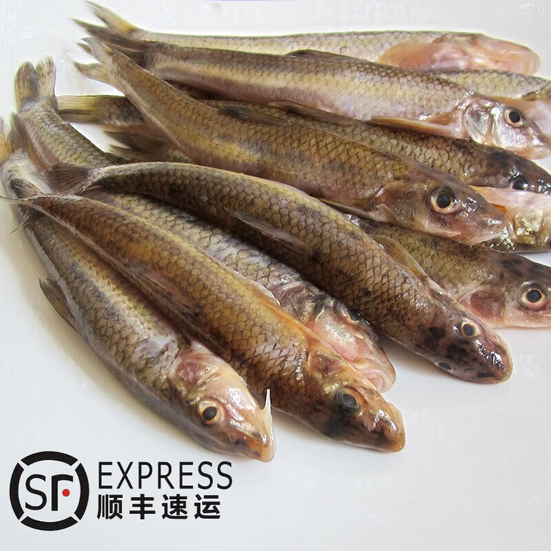 lism正宗苏北冷水鱼 川丁子鱼 江鱼 船钉子鱼 新鲜鲜活速 1000g/2斤