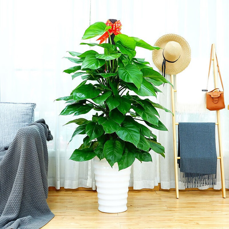 发财树 金钱树  盆栽植物 室内办公室四季好养植物 大叶绿萝1