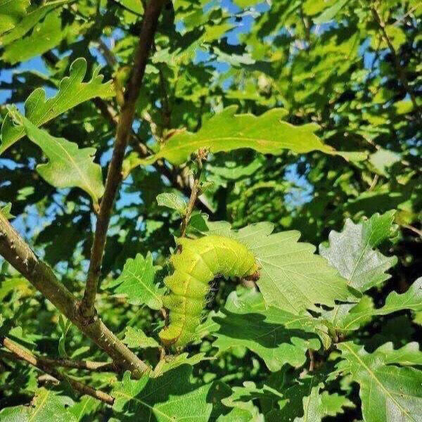 蚕丹东鲜活宫蚕 新鲜蚕茧鲜活神仙蚕蛹 蝉蛹蚕宝宝大青虫绿蚕 1斤