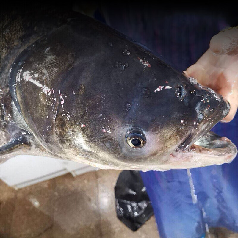 千岛湖活鱼鳙鱼新鲜大鱼头活体胖头鱼鲜活大头鲢活鱼花鲢1500g