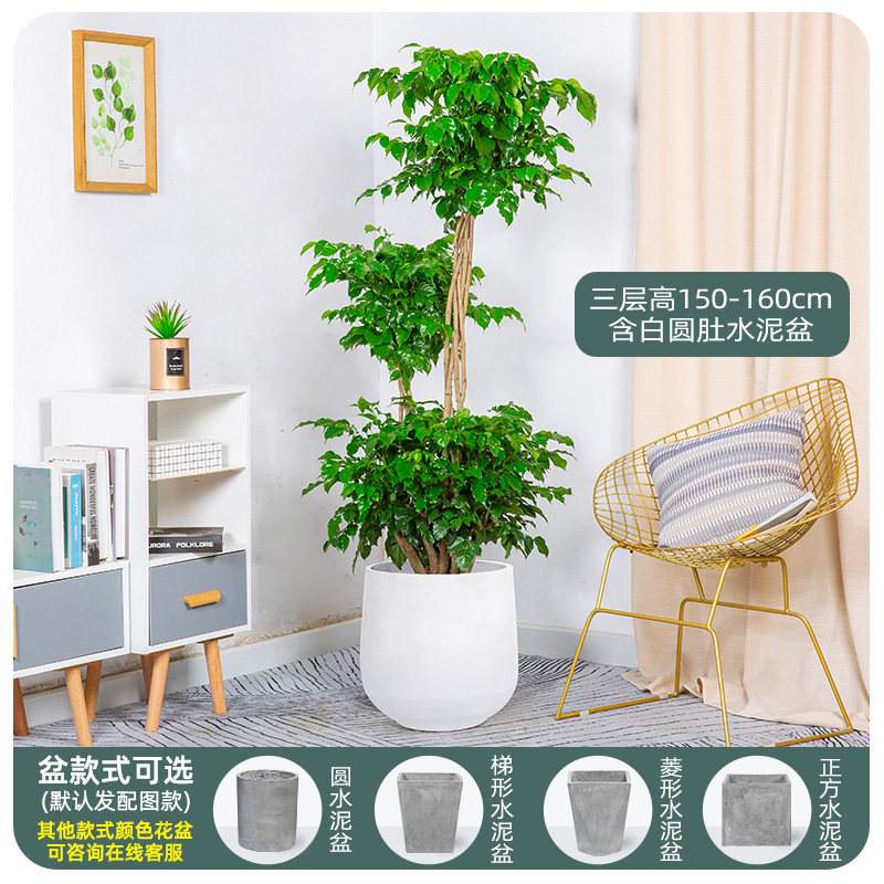 怎样查询京东大型绿植产品的历史价格|大型绿植价格走势图