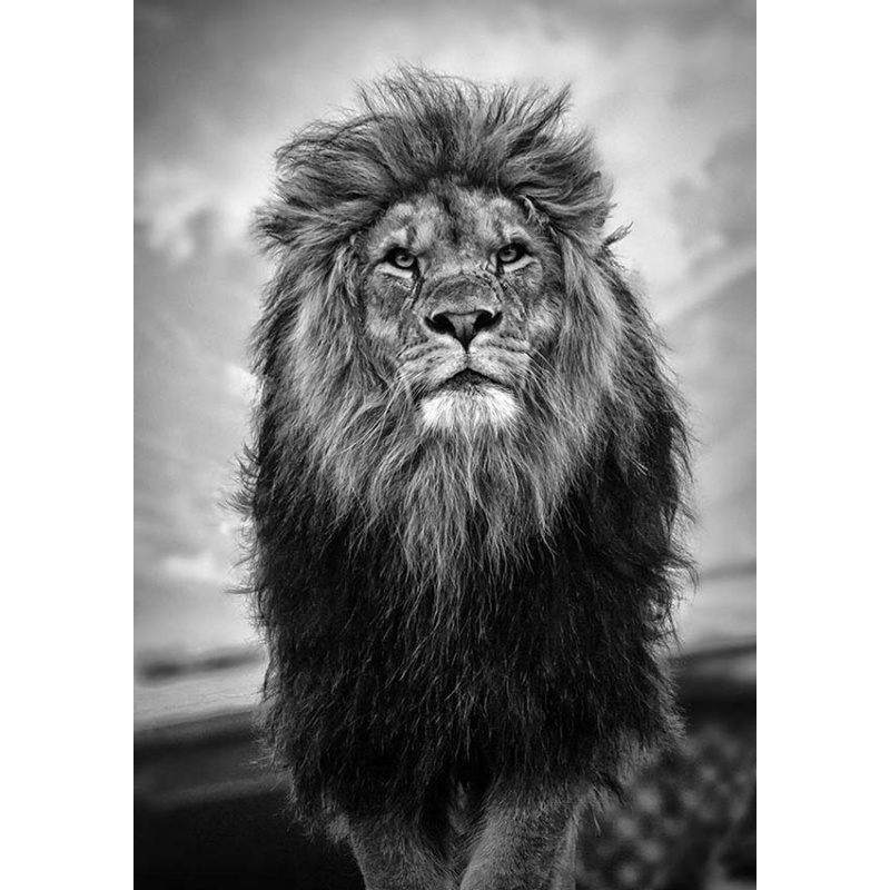 狼天影  狮子海报墙贴画动物非洲雄狮猛兽简约宿舍墙上床头贴纸可定制