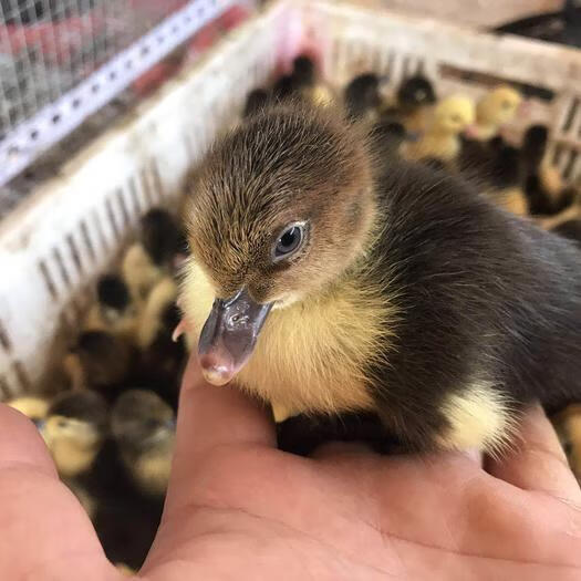 小鸭子活苗正宗黑番鸭活苗大种花番鸭大型红脸鸭火鸭洋鸭 黑番鸭苗1只