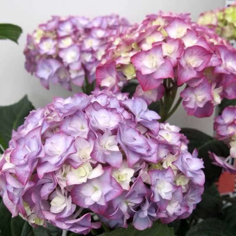 绣球花苗盆栽花卉观花植物庭院阳台花卉室内花四季开花 精选·艾薇塔
