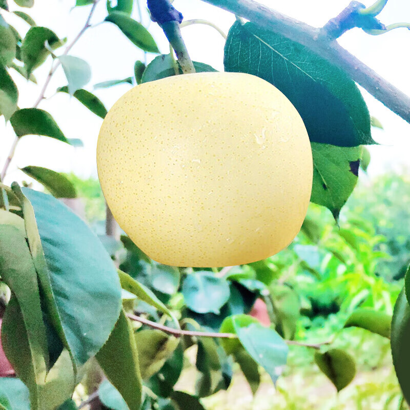 桃李村河北梨当季新梨水果新鲜水晶雪花贡脆生鲜 2斤试吃