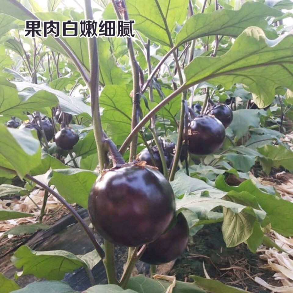 配图4