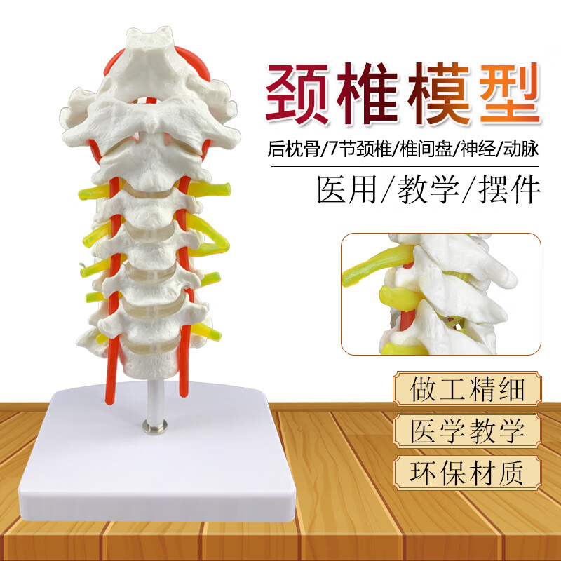 医学人体模型颈椎带颈动脉颈椎带颈动脉后枕骨椎间盘与神经模型颈椎