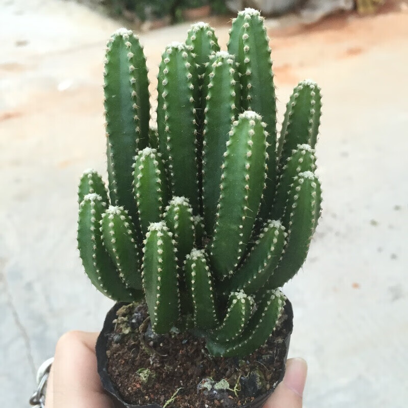 意軒多肉植物仙人球 仙人掌 草球?qū)嵣_花綠植盆栽 五角鸞鳳玉琉 萬重山5cm