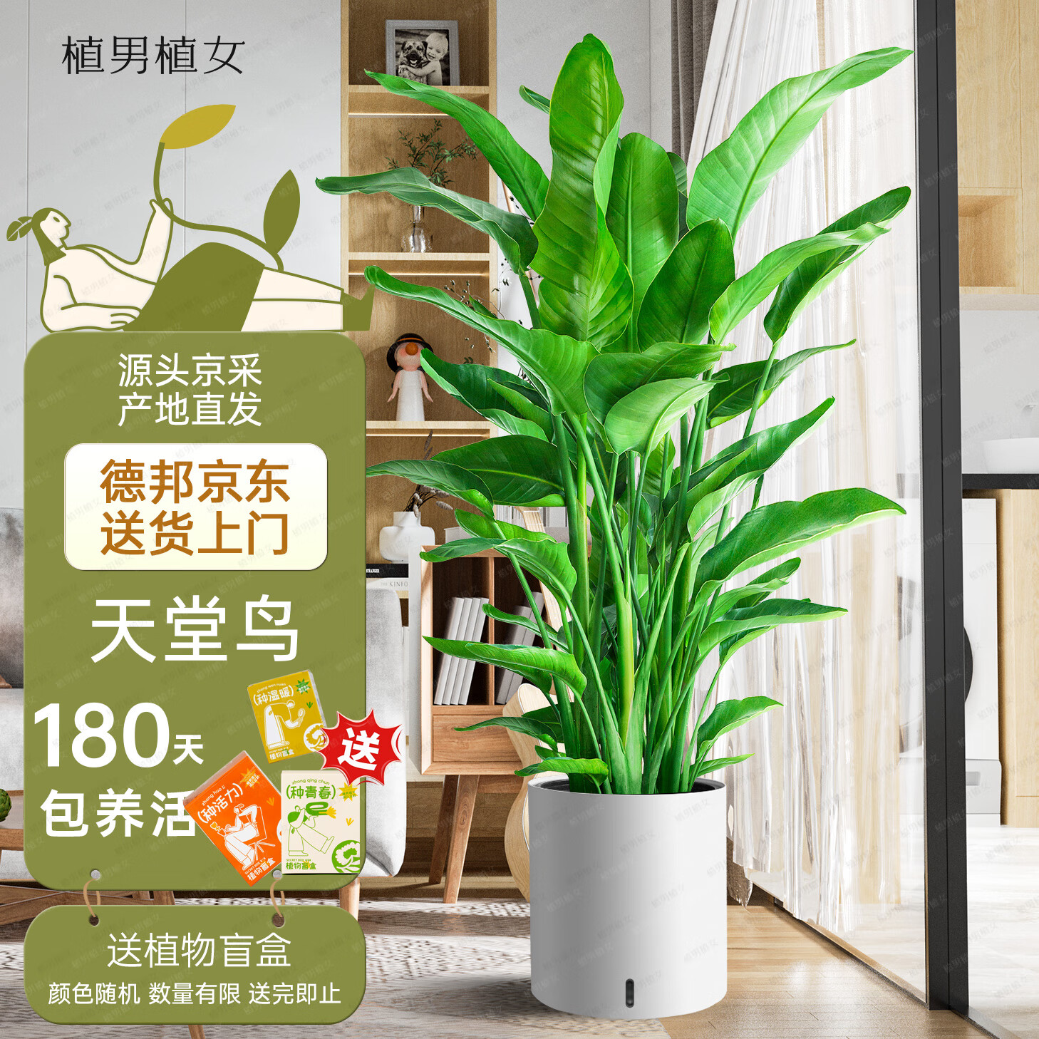 植男植女天堂鸟盆栽客厅室内好养大型落地绿植办公室大叶植物源头直发