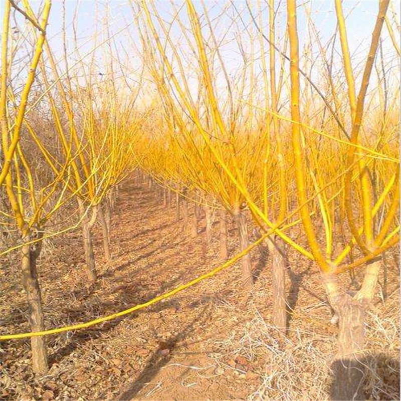 滨淇金枝槐嫁接黄金槐树苗金丝槐龙爪槐绿化用苗 12公分粗