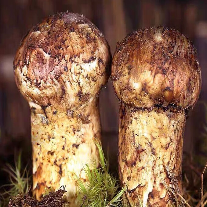 山头林村22年种松茸种蘑菇种食用种植包家庭阳台盆栽送说明书 包600克