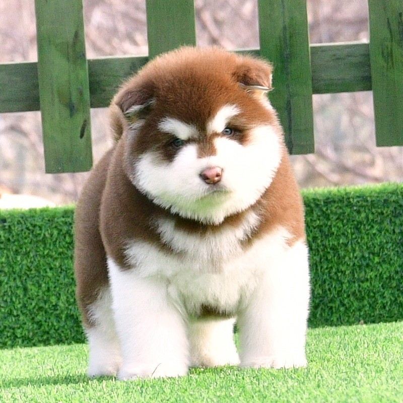 【180天保障】保纯种阿拉斯加幼犬活体宠物狗 熊版阿拉斯加犬