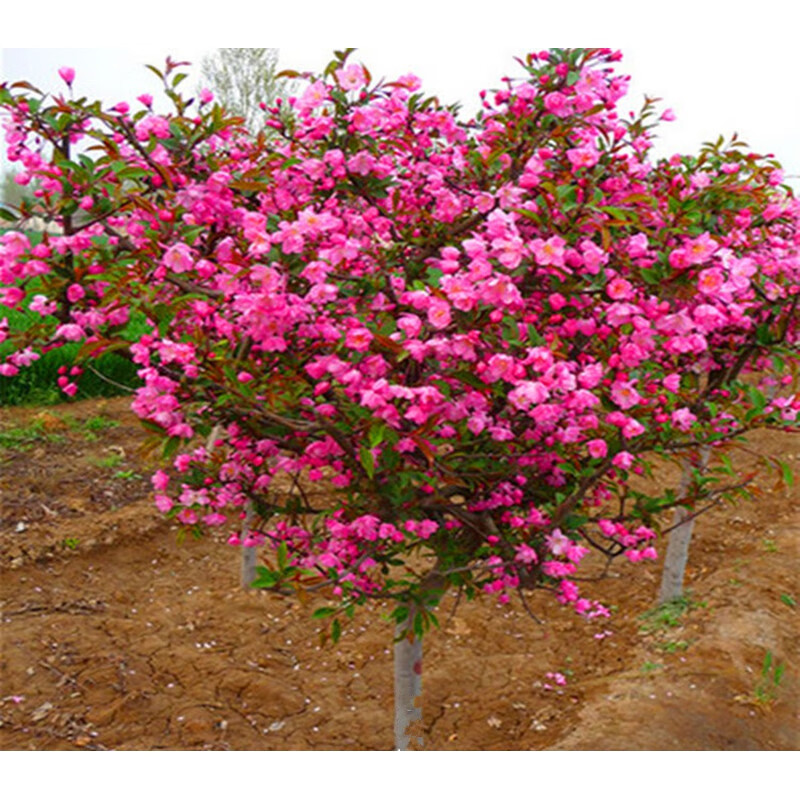 海棠花盆栽地栽庭院种植四季名贵海棠花树苗虎雀a 1公分粗(品种备注)