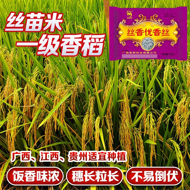 品种杂交不易倒伏抗病品种丝苗米质好 国审香米丝香优香丝【1斤】x1袋