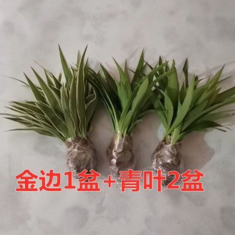 【精选】金边吊兰金心吊兰青叶吊兰盆栽绿植植物花卉办公室净化空气吸