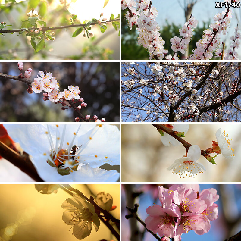 杏花花朵绽放特写春天春意盎然美景粉红白杏花盛开实拍短视频素材