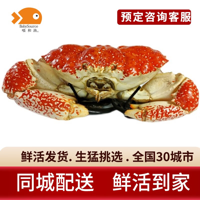 【活鲜】 鲜活澳洲皇帝蟹巨蟹拟滨蟹超大螃蟹进口海鲜水产帝皇蟹 8.0-8.5斤/1只