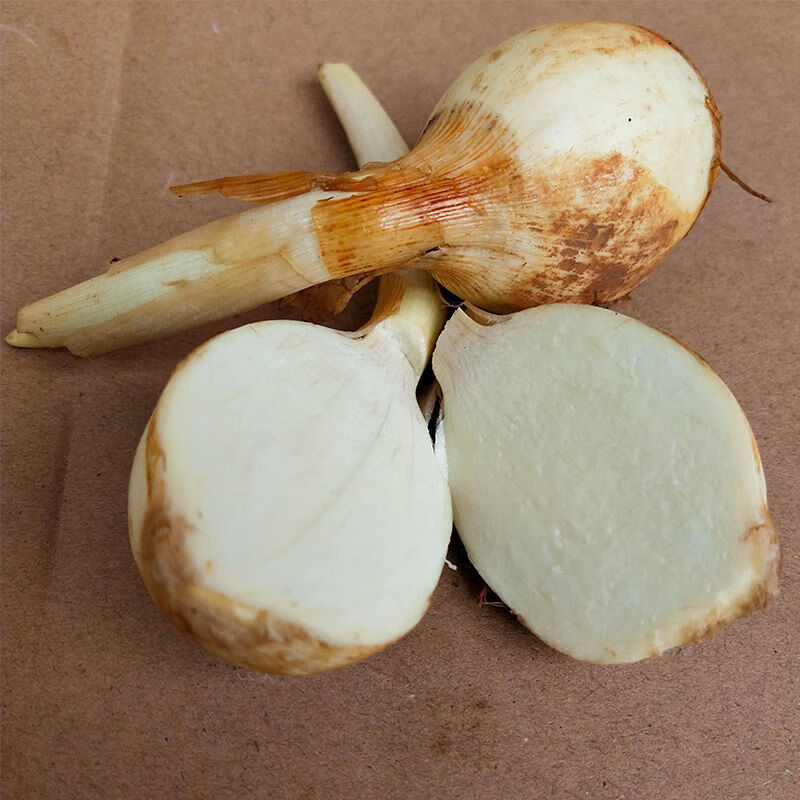 白茨菇新鲜山慈姑苗茨菰种子马蹄荸荠特产蔬菜地栗芽 新鲜白茨菇2斤装