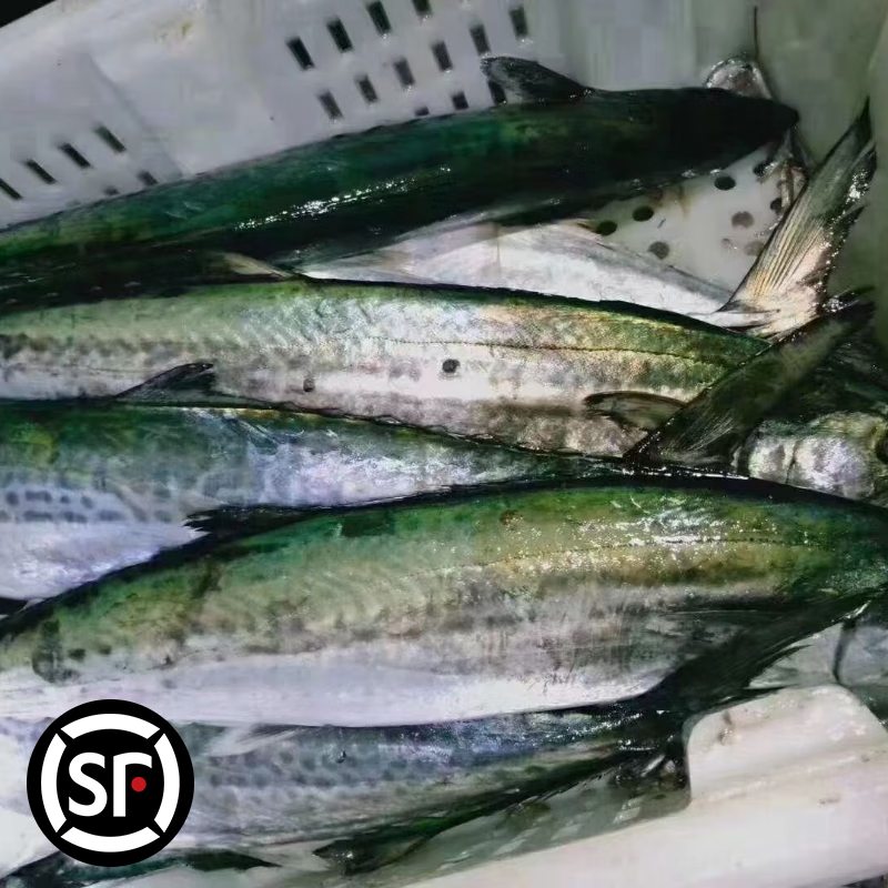 青岛原产地大鲅鱼蓝点马鲛鱼冷冻肉厚鲜嫩顺丰冷链包邮 整条9-9.5斤