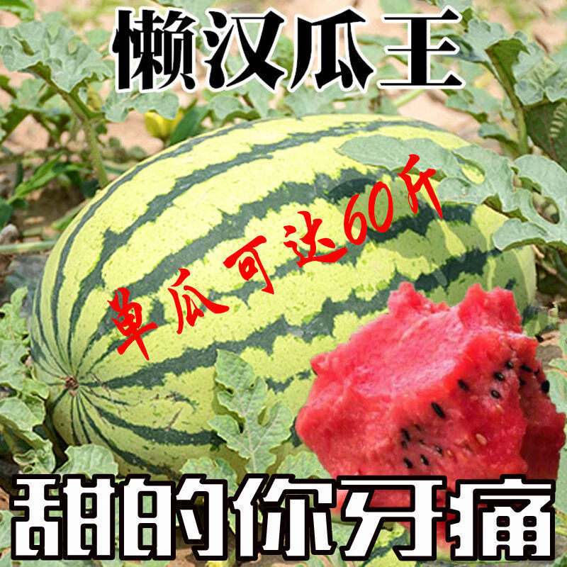 禾之润特大巨型西瓜种子籽懒汉瓜王四季高产早熟脆甜多汁水果大西瓜