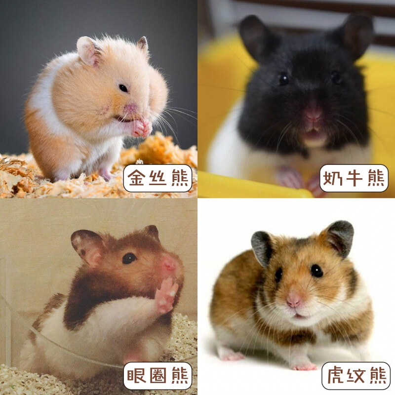 虎纹熊小仓鼠活物不咬人金丝熊大只活物套餐 熊熊两只(下单备注品种)