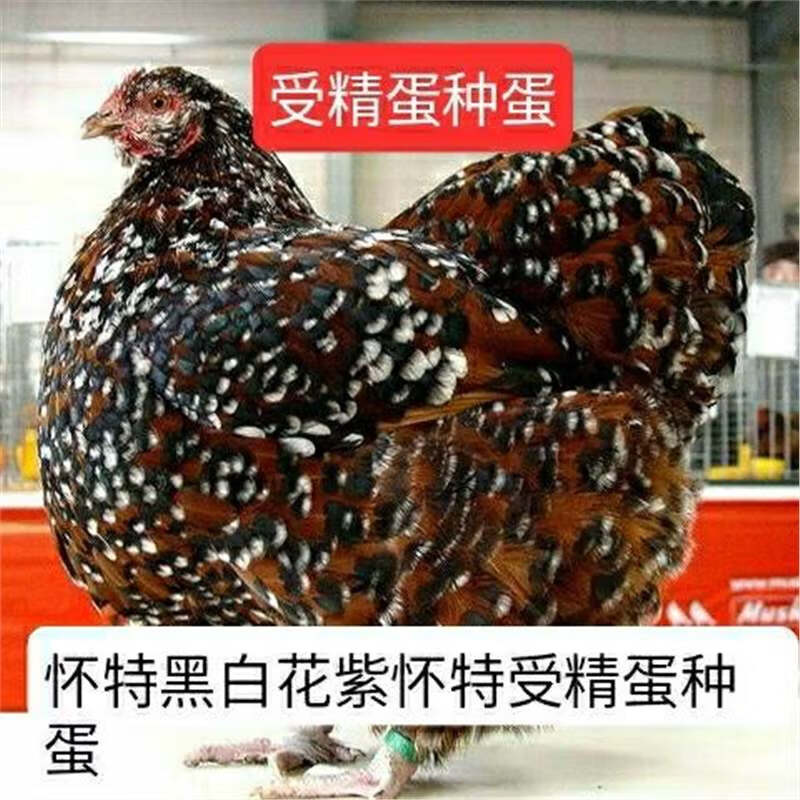 【20枚】怀特黑白花怀特紫怀特金边斑纹怀特鸡观赏鸡种蛋受精蛋 1枚