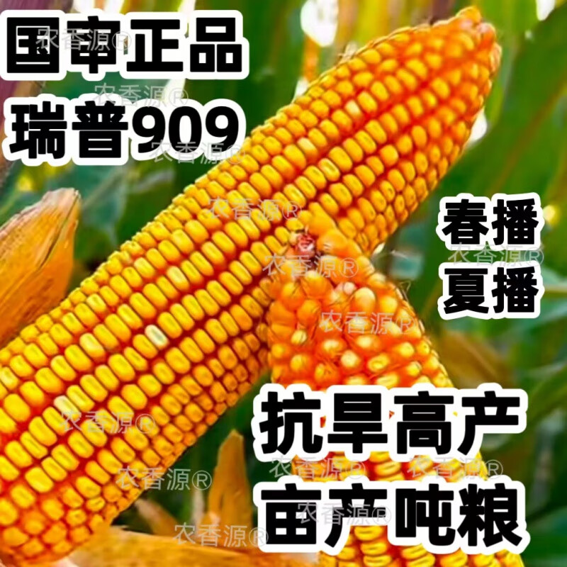 禾之润丰产玉米种子瑞普909矮杆大棒红轴抗旱 丰产一亩地(4400粒)约3.