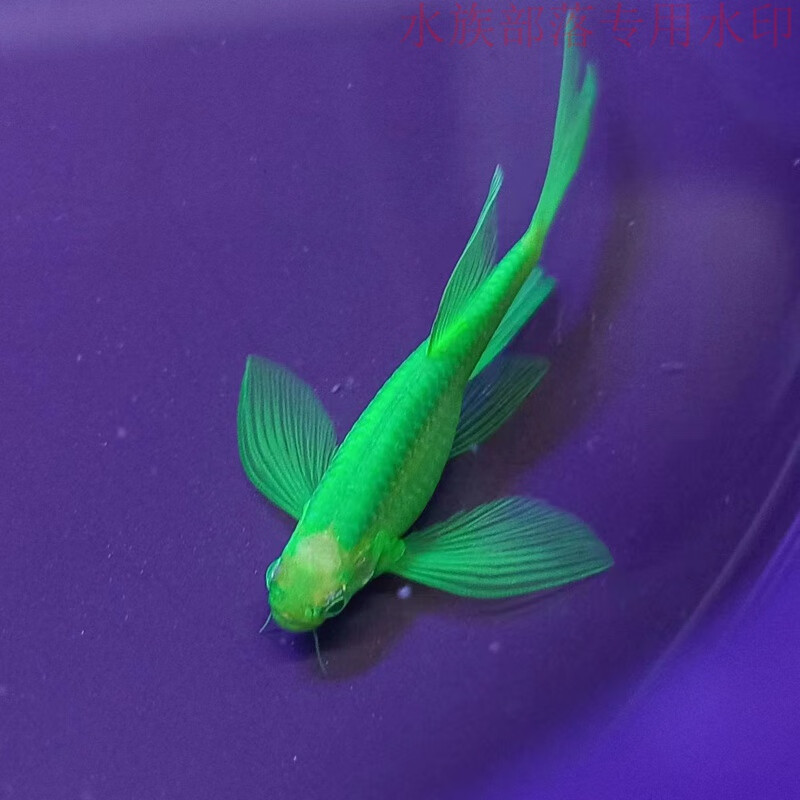 5cm绿翡翠蝶翼2条