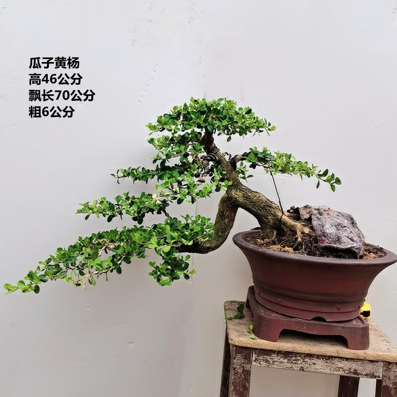 黄杨盆景悬崖黄杨盆景临水式黄杨瓜子黄杨造型盆景一物一拍 绿色 带