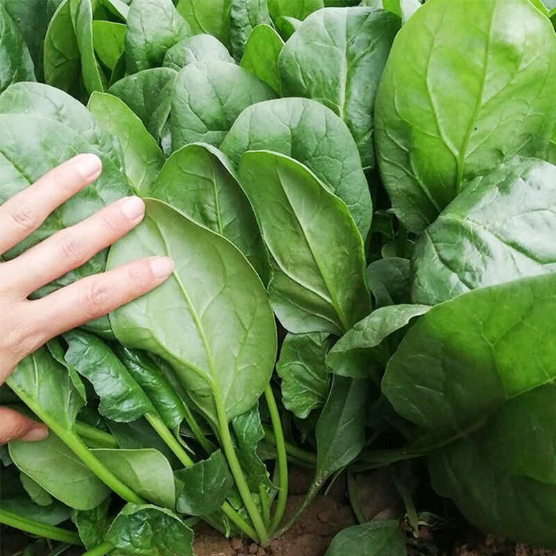 种菜记 大叶菠菜种子四季春季秋季播耐寒耐抽苔抗病种绿霸6288菠菜