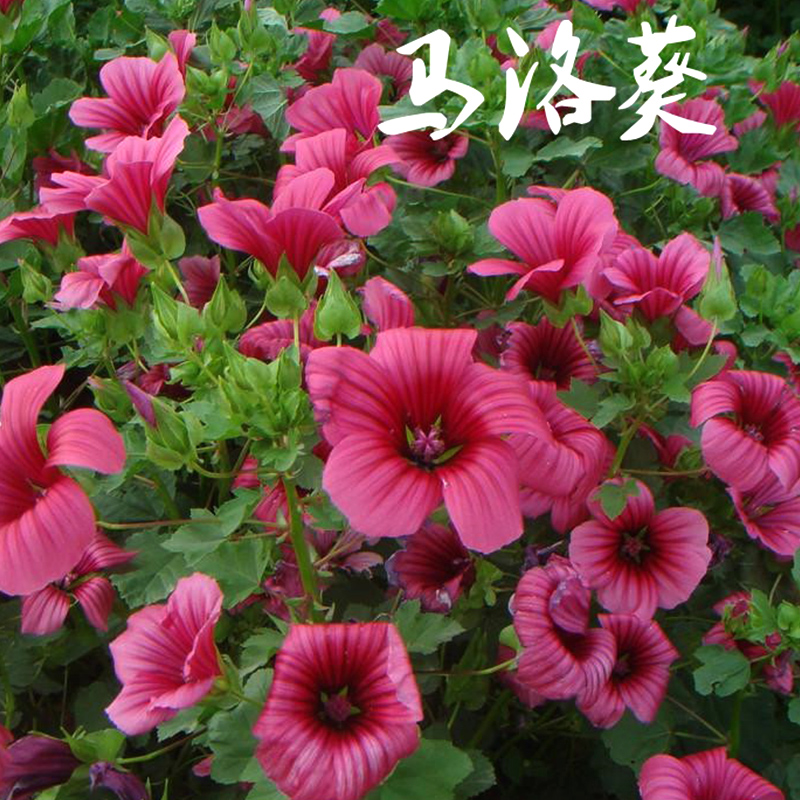 花乡古韵花海专用花草籽马洛葵种子盆栽庭院都可种植四季播花卉种花乡