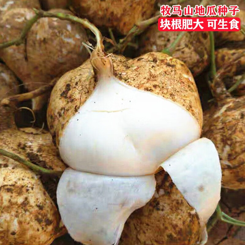 长耕特早熟地瓜种子牧马山地瓜凉薯种籽沙葛土瓜凉瓜种籽特大香甜四季