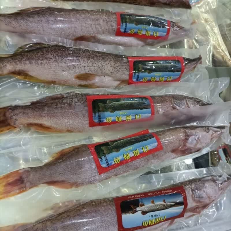 新疆海鲜新疆鱼 新疆福海白斑狗鱼2公斤冷水鱼冰鲜又名乔尔泰稀有