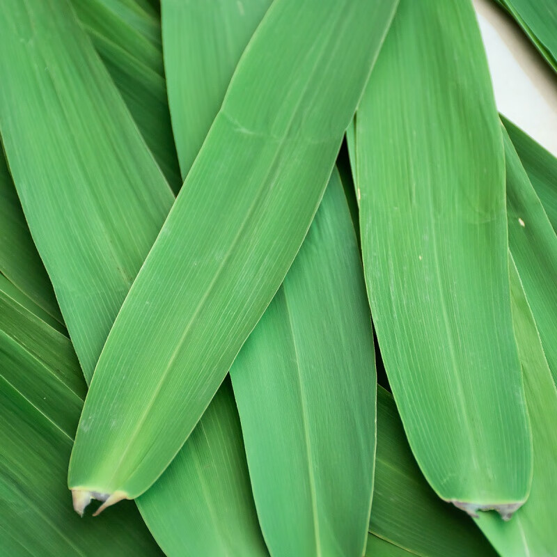 鲜者粽叶芦苇叶200片现摘应季宽大新鲜野生粽子叶包粽子精选新鲜芦苇