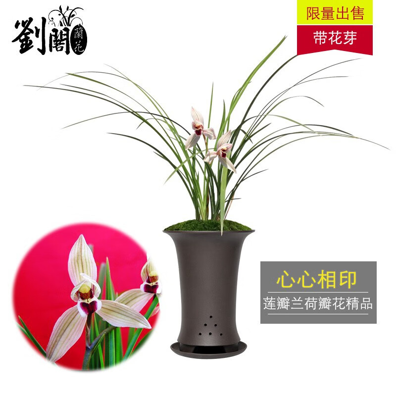 如何选购劉閣蘭花的最佳时间？插图